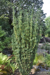 Cephalotaxus harringtonia 'Fastigiata' — photo 5